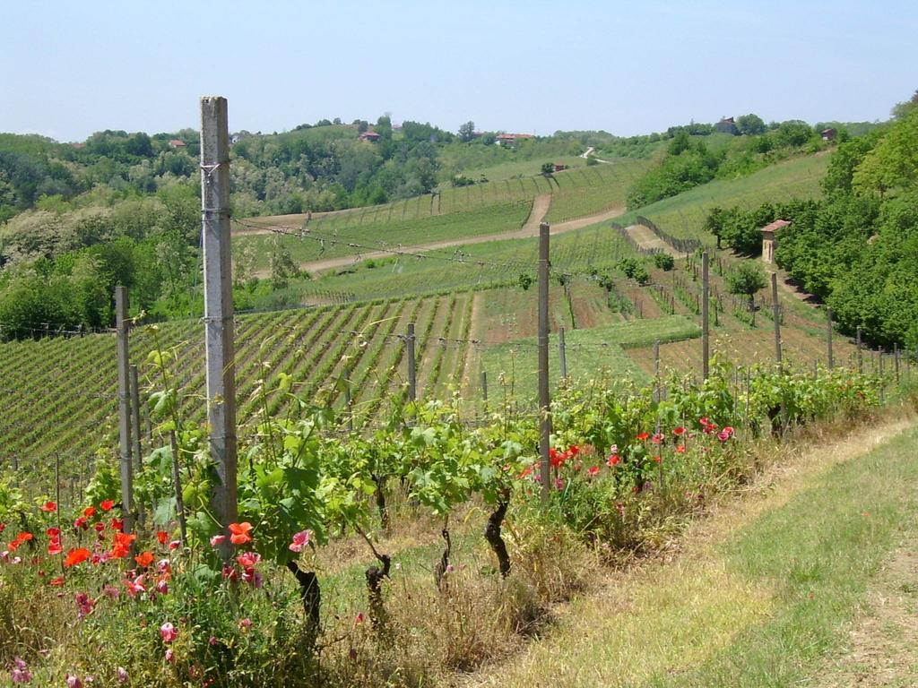 Cascina Rollone Villa Rocchetta Tanaro Exteriör bild